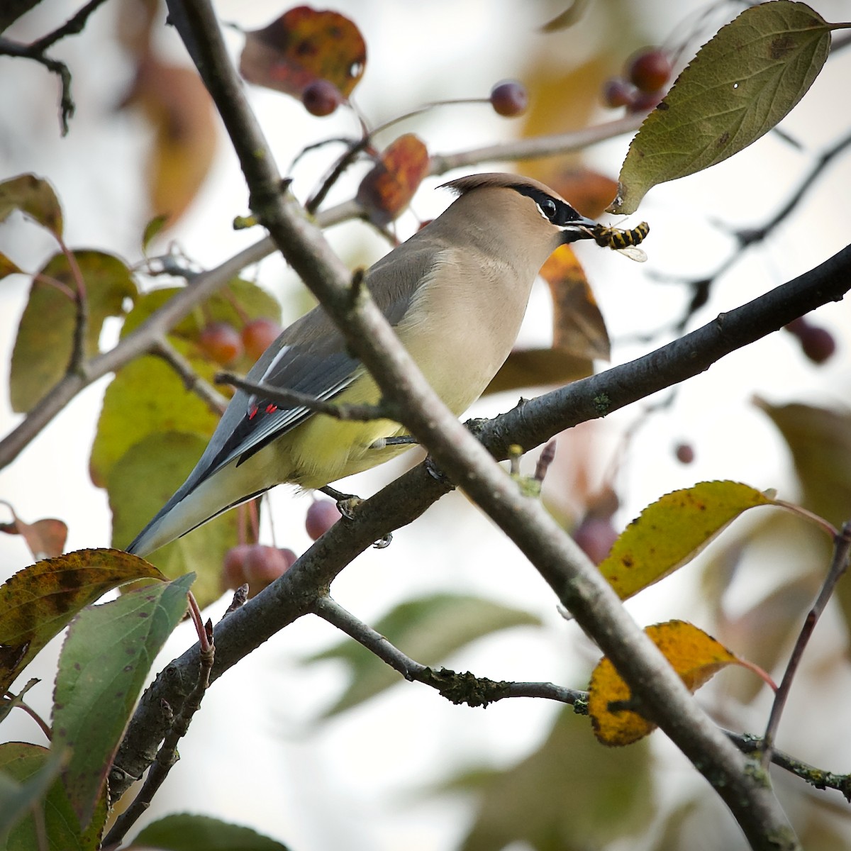 Cedar Waxwing - ML641675633