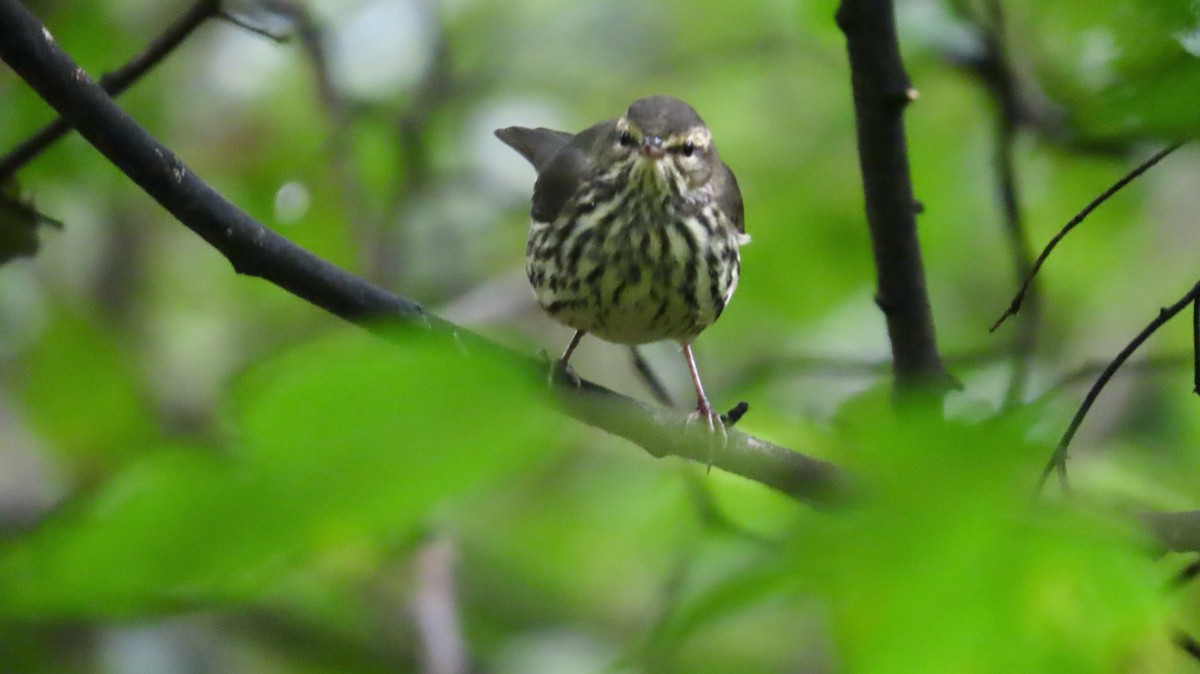 Northern Waterthrush - ML641675645