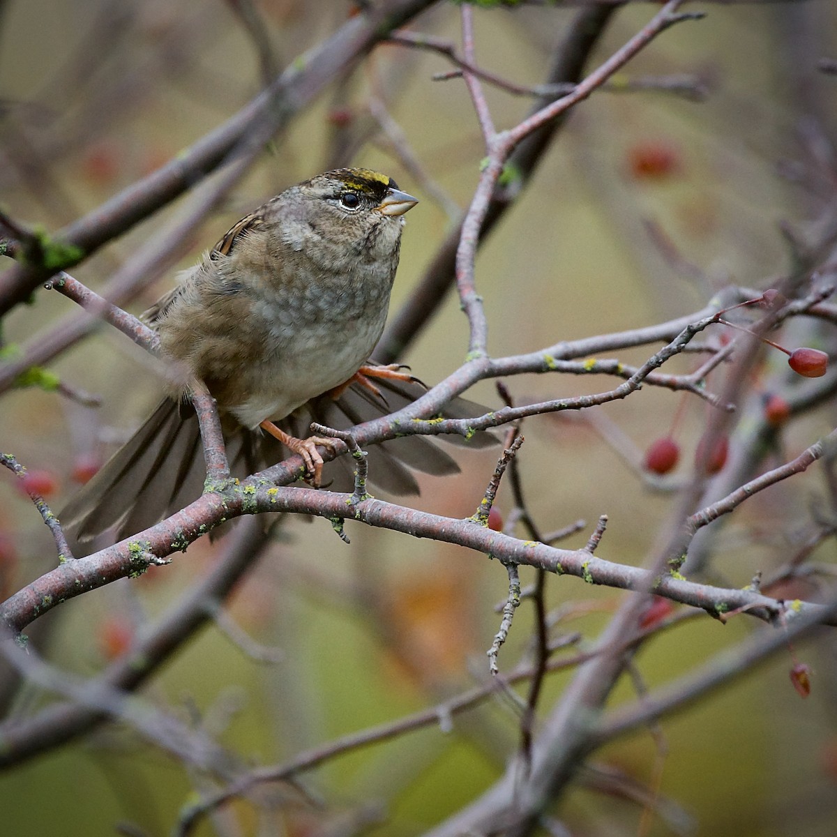 Golden-crowned Sparrow - ML641675646