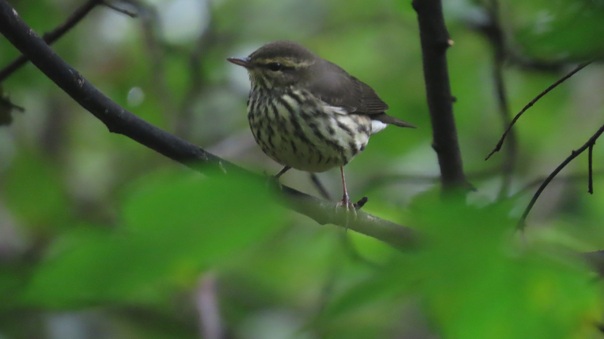 Northern Waterthrush - ML641675649