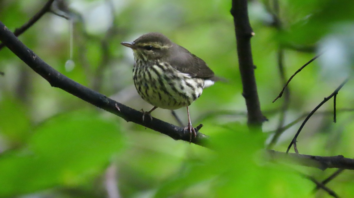 Northern Waterthrush - ML641675664