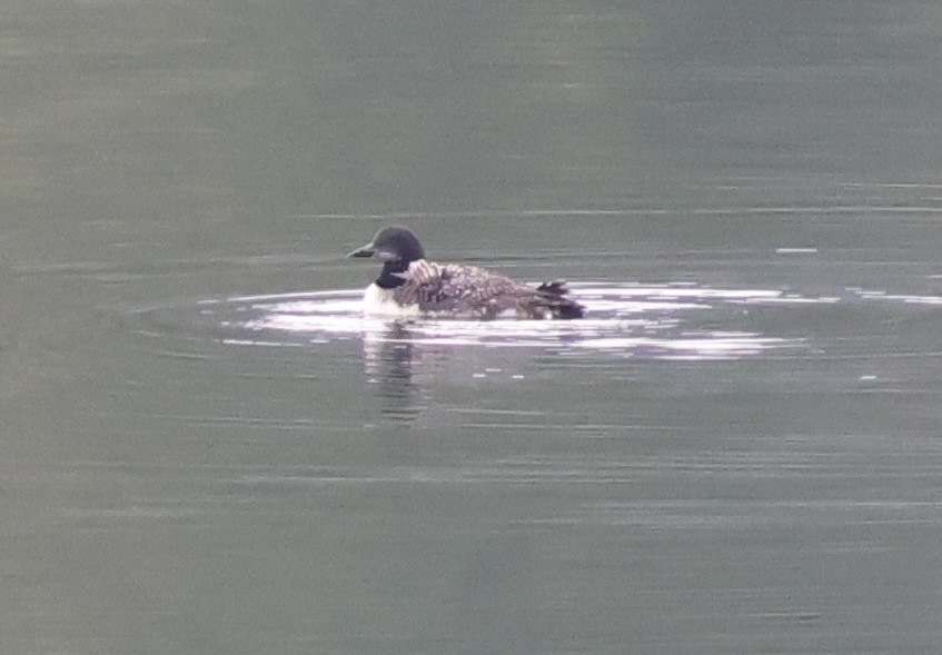 Common Loon - ML641675670