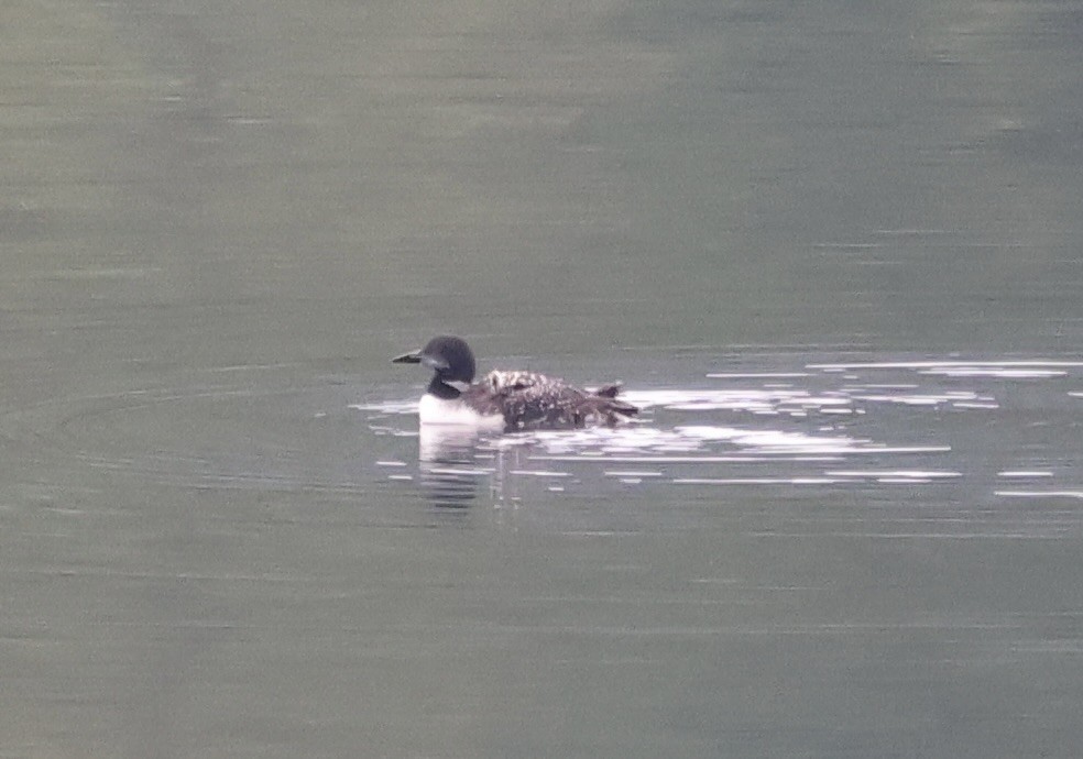 Common Loon - ML641675678
