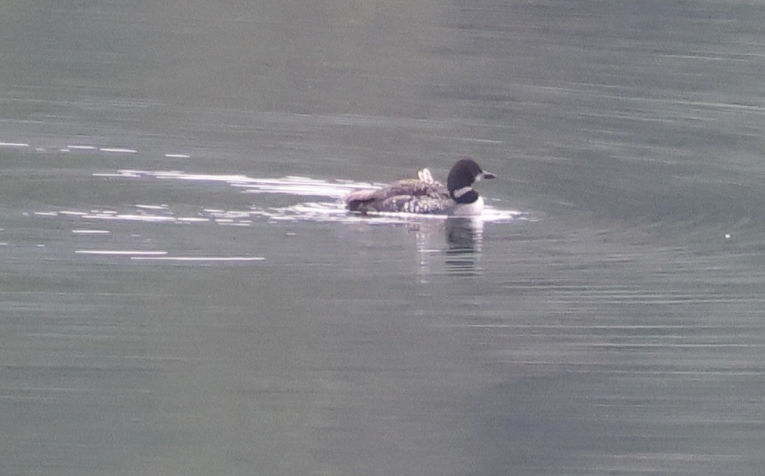 Common Loon - ML641675683