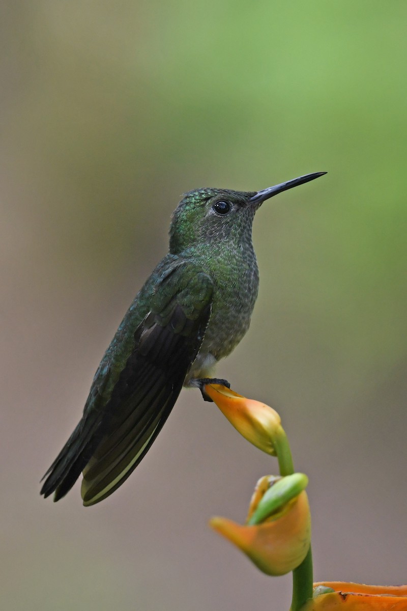 Scaly-breasted Hummingbird - ML641675698