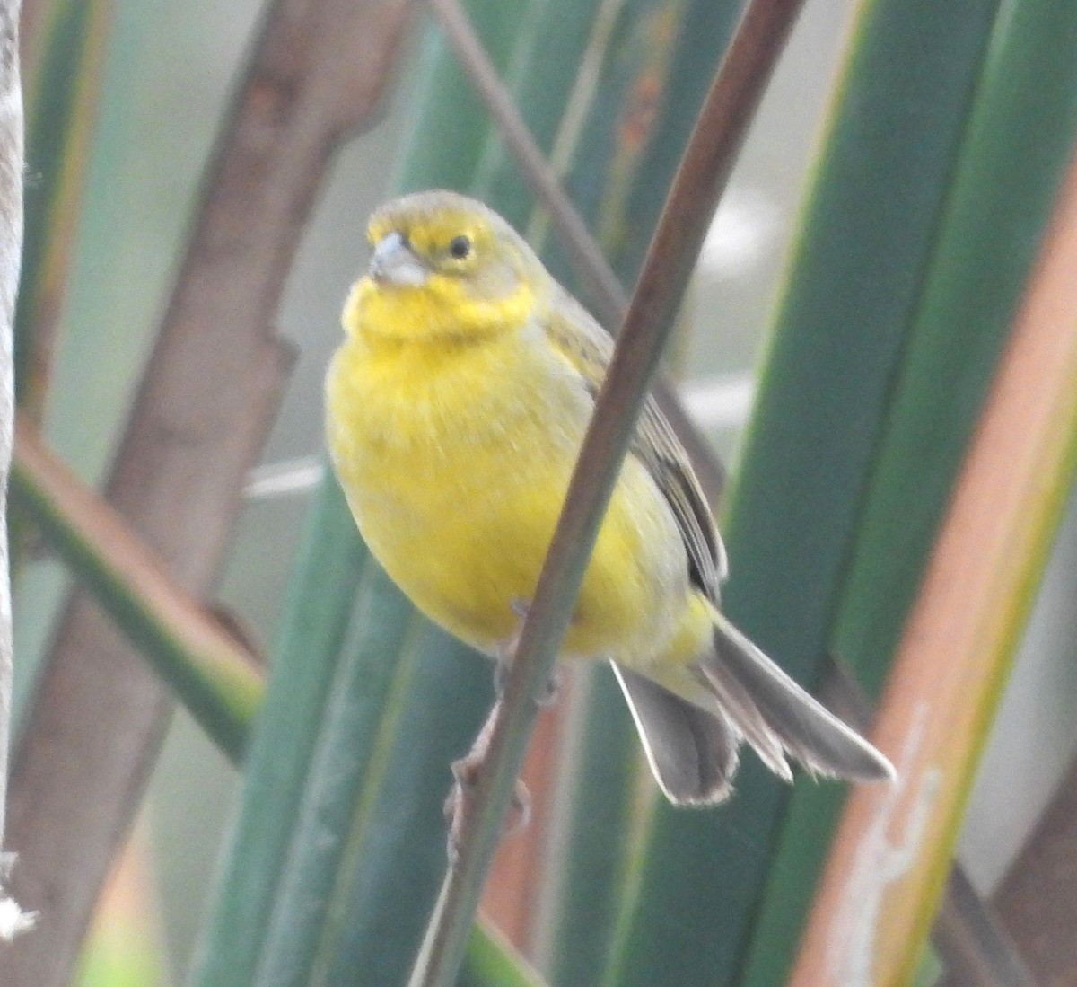 Grassland Yellow-Finch - ML641675712