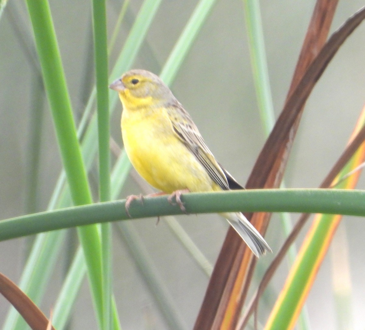 Grassland Yellow-Finch - ML641675713