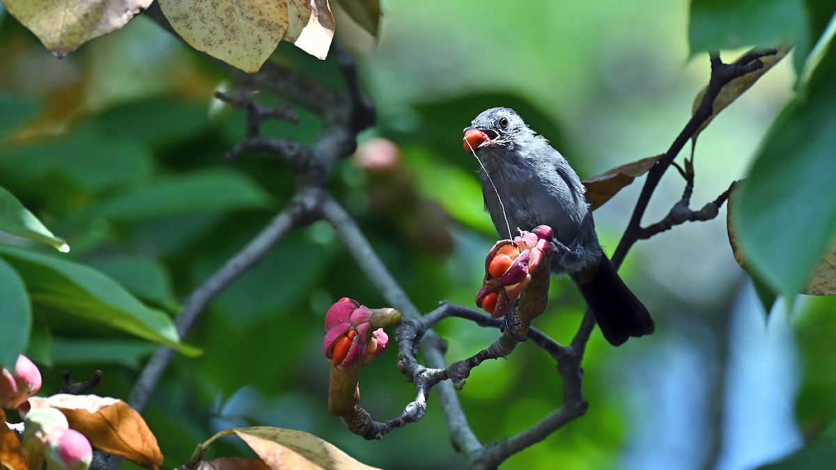Gray Catbird - ML641675728