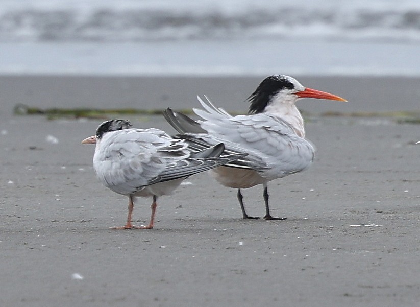 Elegant Tern - ML641675739
