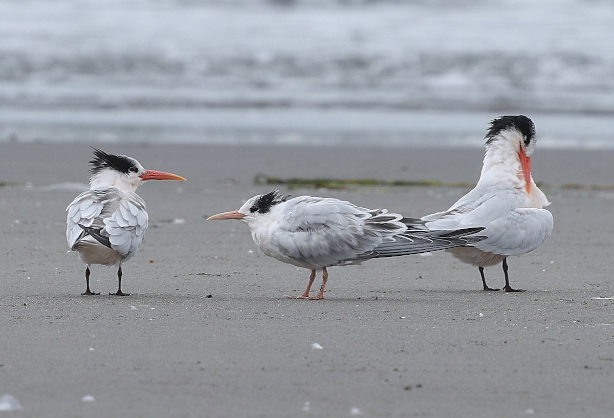 Elegant Tern - ML641675740