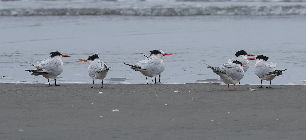 Elegant Tern - ML641675741