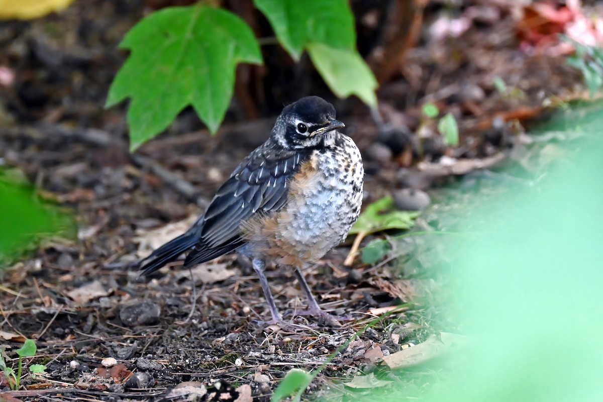 American Robin - ML641675761