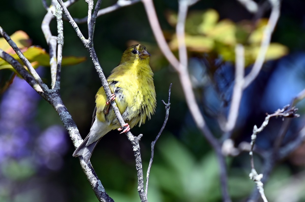 American Goldfinch - ML641675769