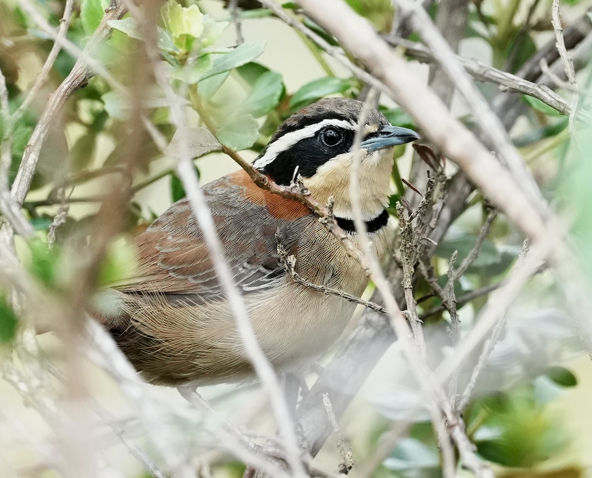 cerradomånesmett (torquata/rufescens) - ML641675776
