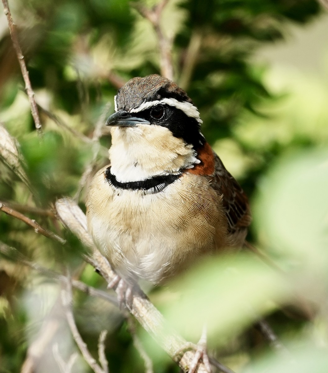 cerradomånesmett (torquata/rufescens) - ML641675778