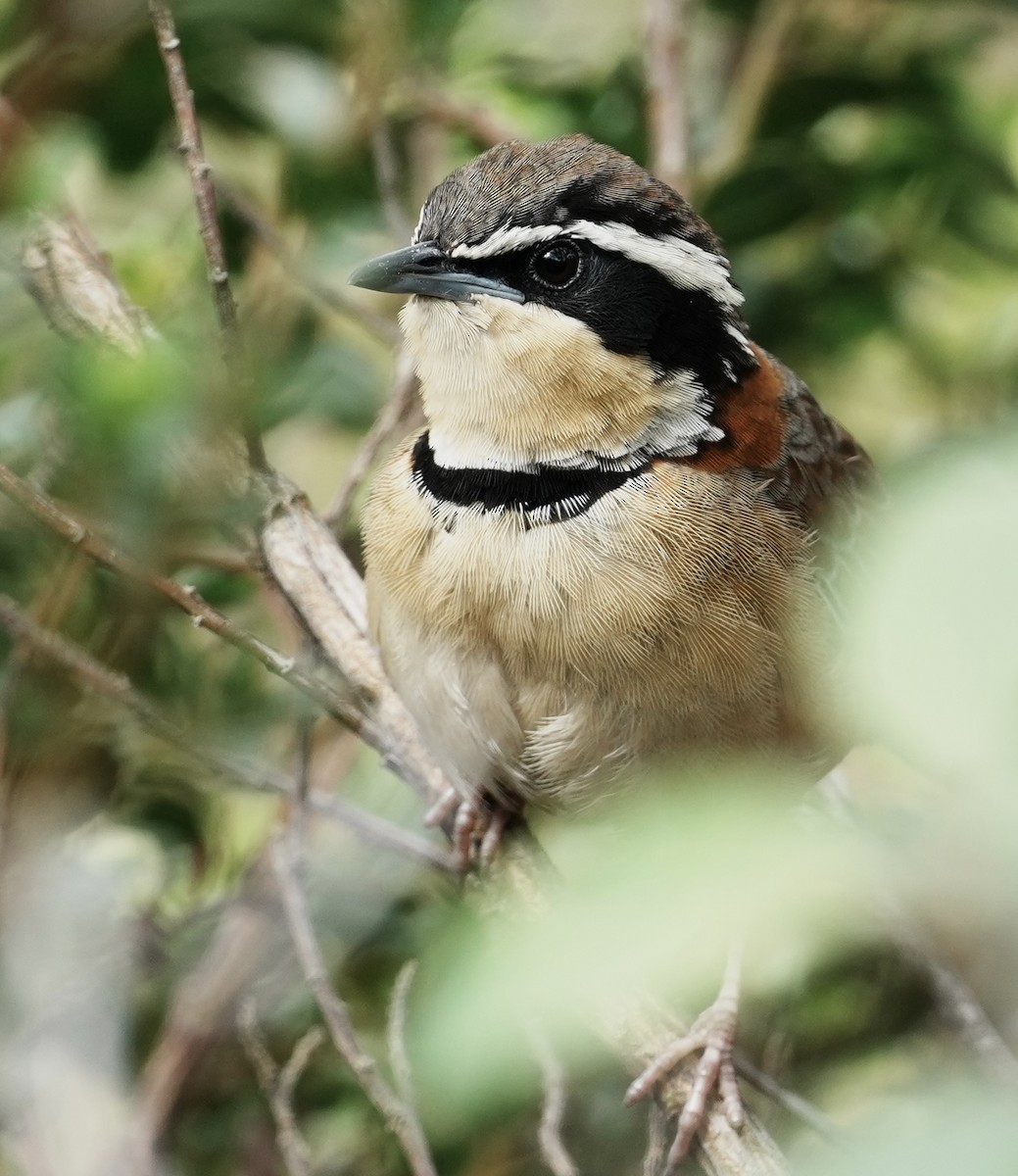 cerradomånesmett (torquata/rufescens) - ML641675779