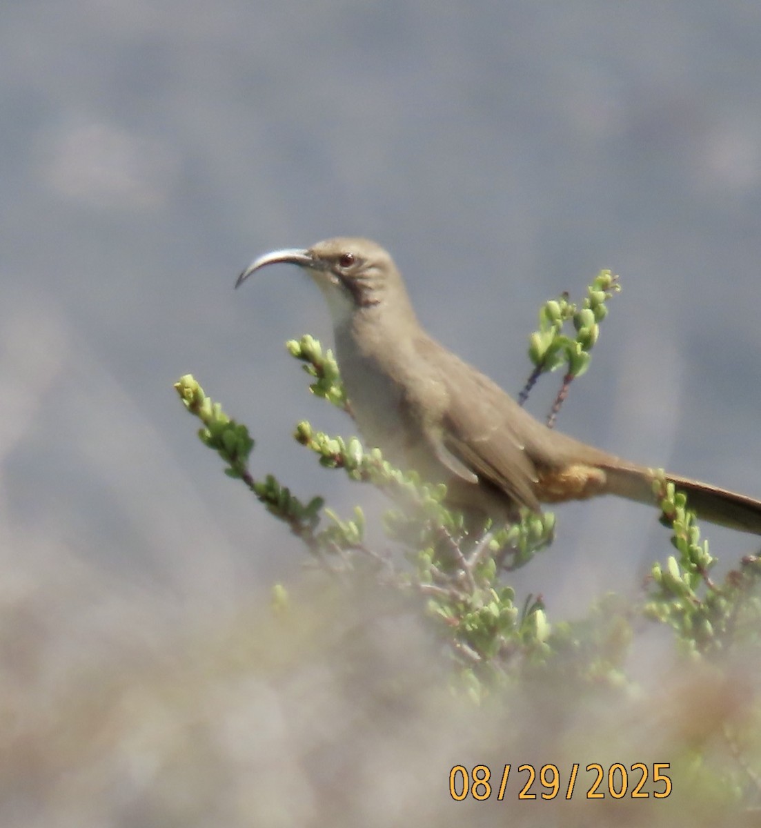 California Thrasher - ML641675780