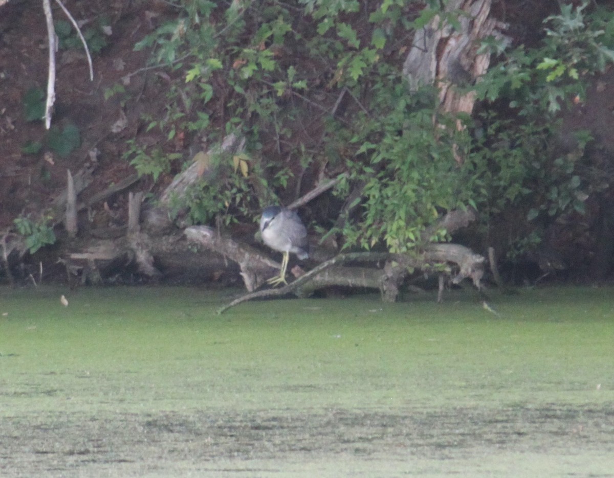 natthegre - ML641675793