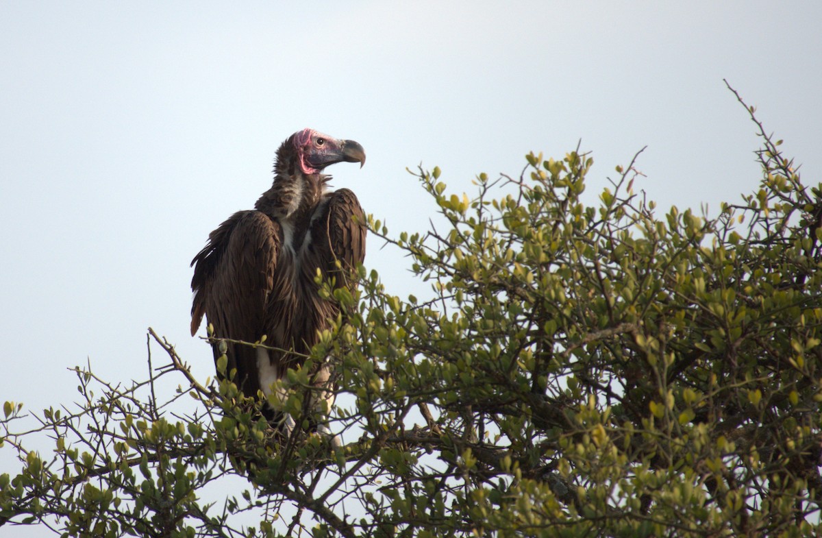 Lappet-faced Vulture - ML641675817