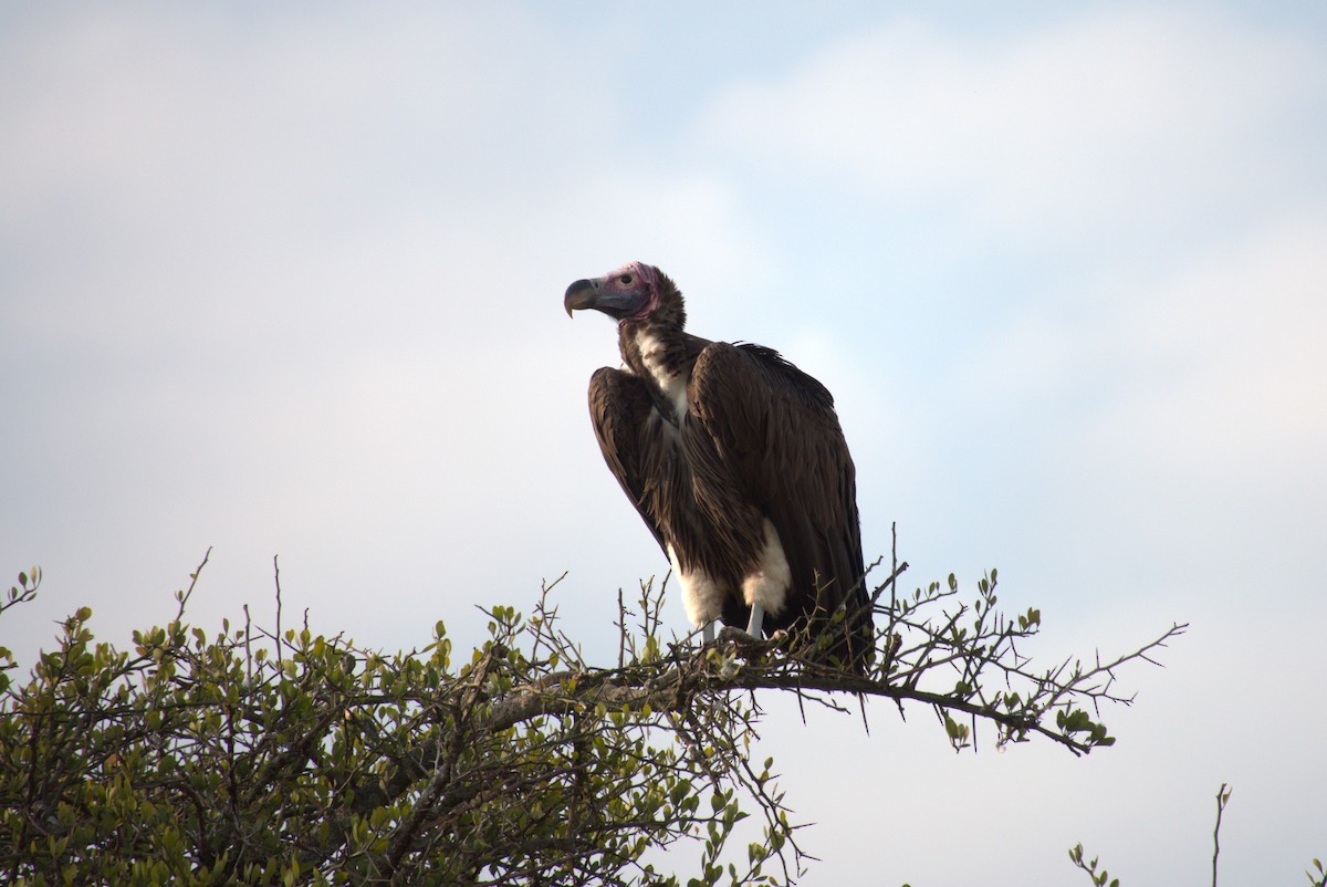 Lappet-faced Vulture - ML641675818