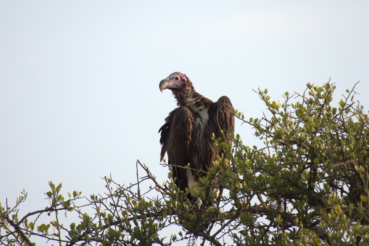 Lappet-faced Vulture - ML641675834
