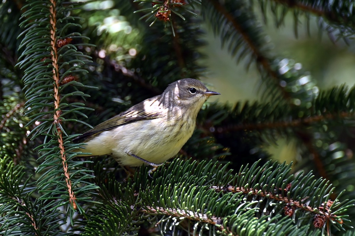 Cape May Warbler - ML641675835
