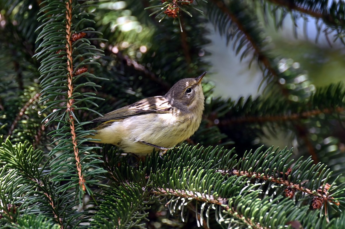 Cape May Warbler - ML641675836