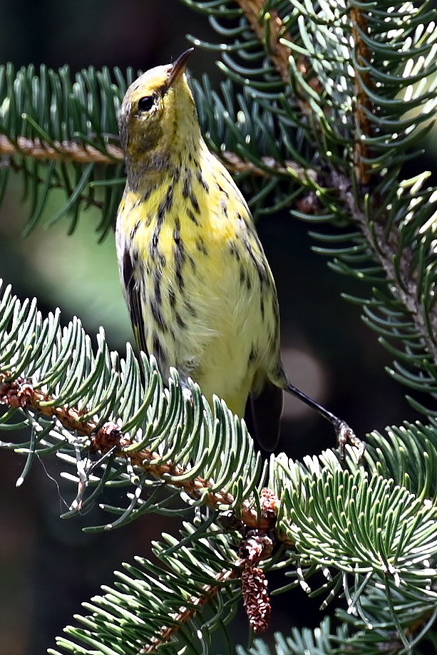 Cape May Warbler - ML641675840