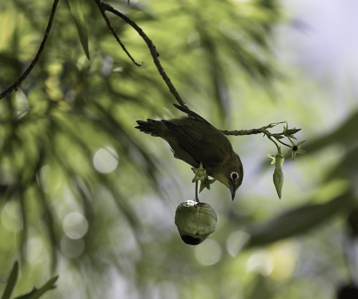 Warbling White-eye - ML641675877