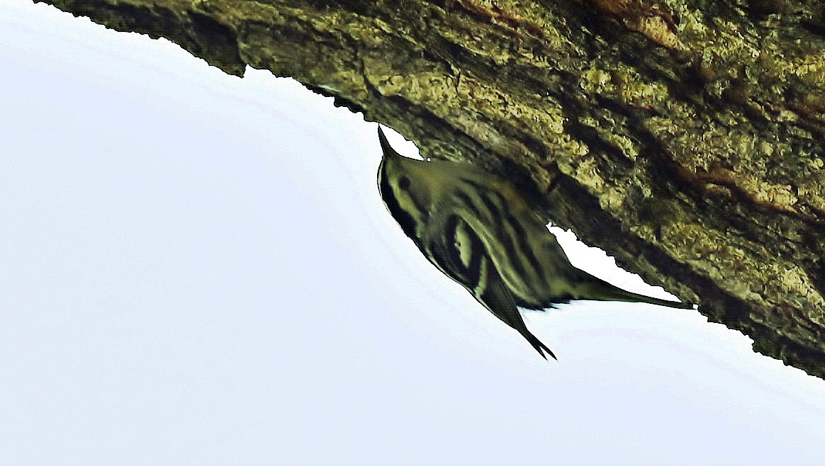 Black-and-white Warbler - ML641675904