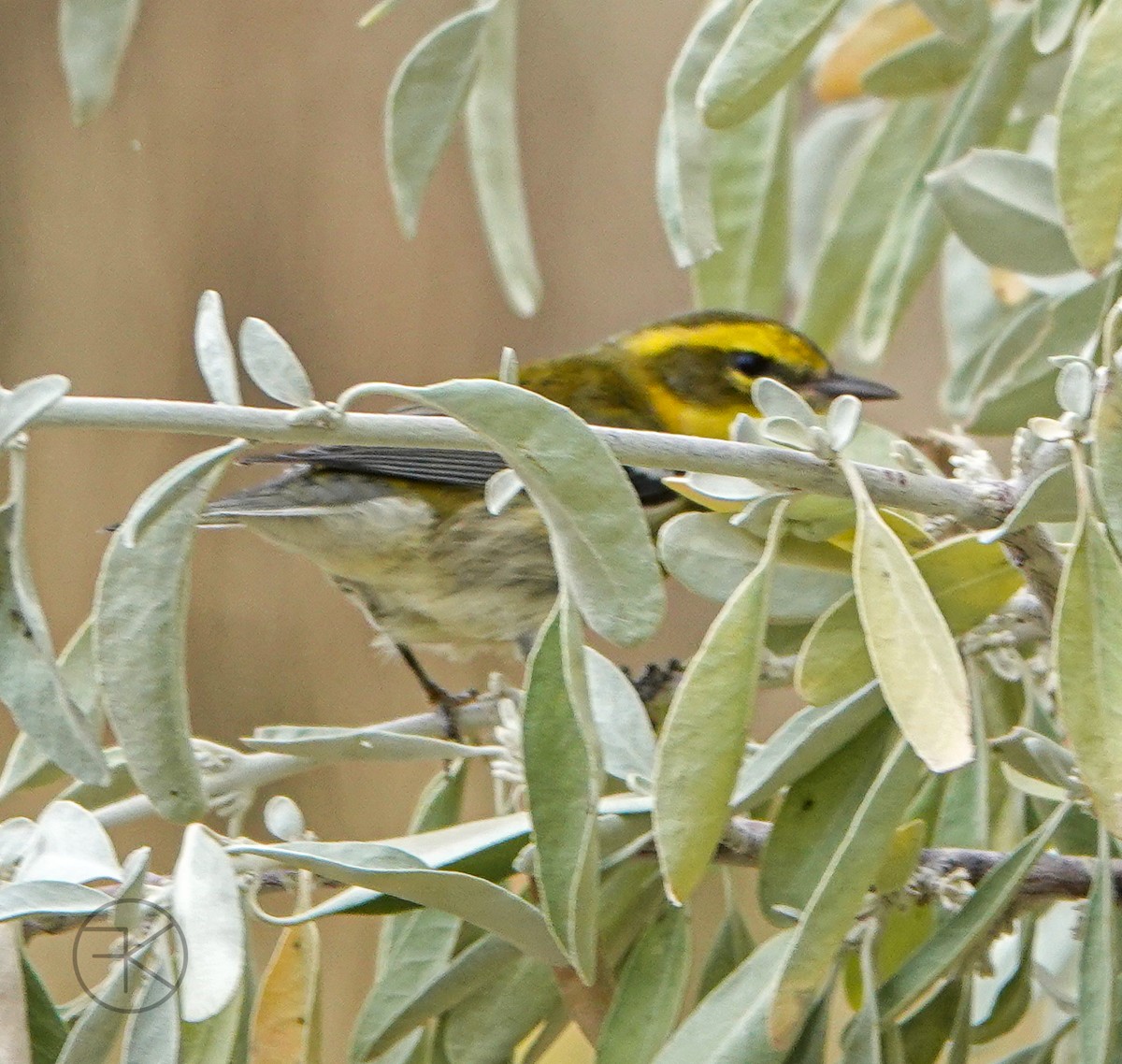 Townsend's Warbler - ML641675923