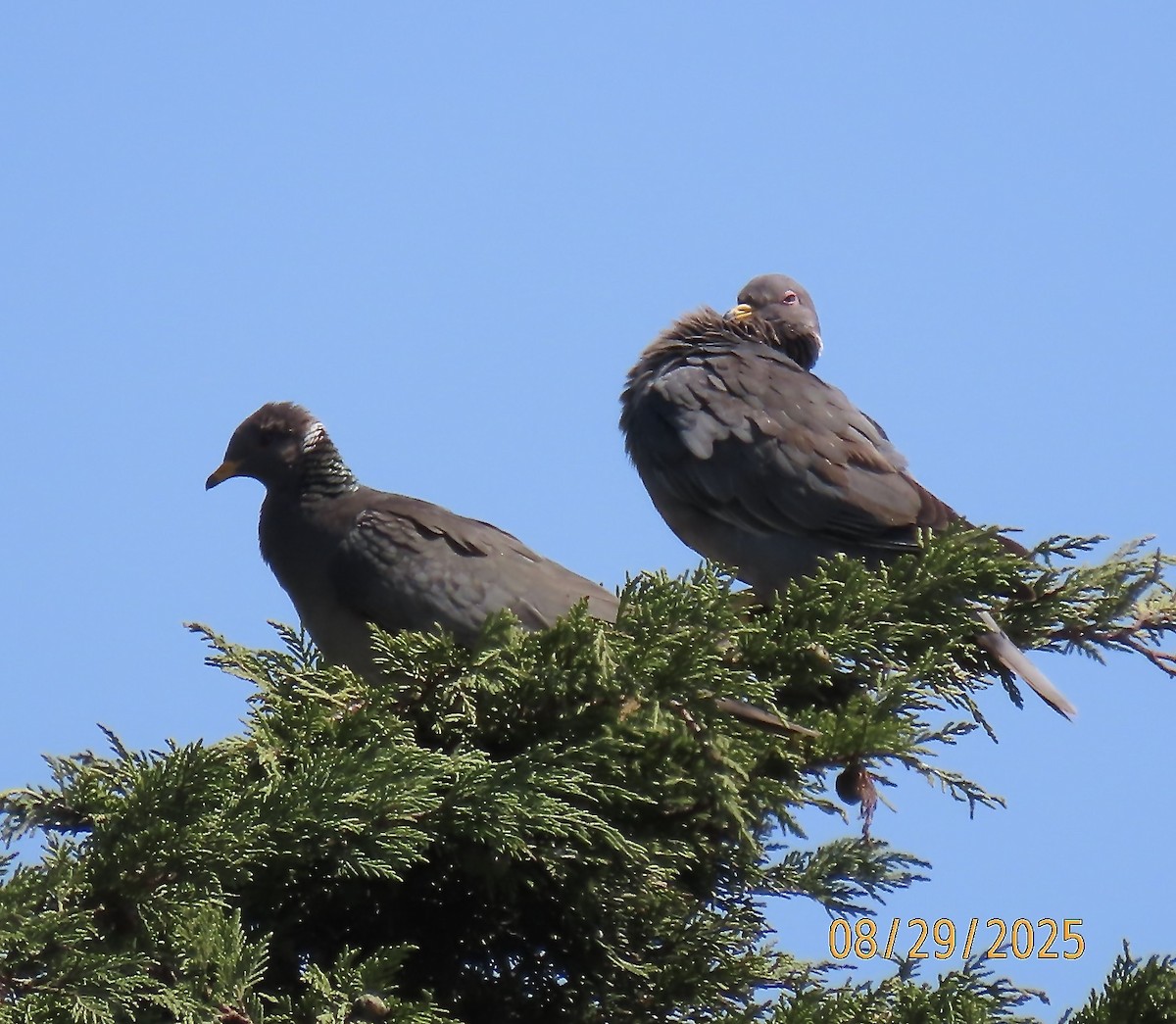 Band-tailed Pigeon - ML641675937