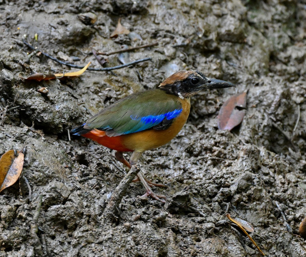 Mangrove Pitta - ML641675939