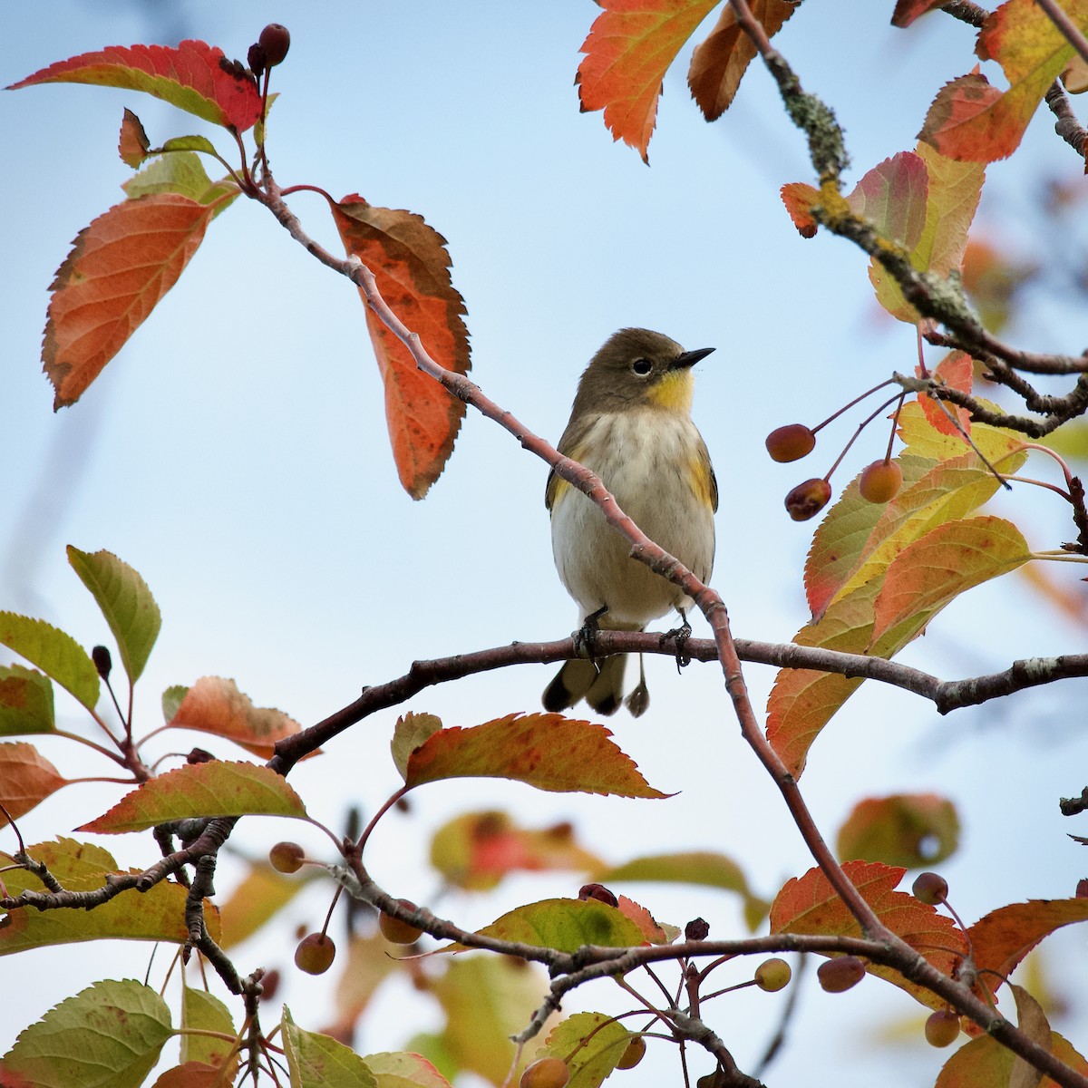 Yellow-rumped Warbler - ML641675977