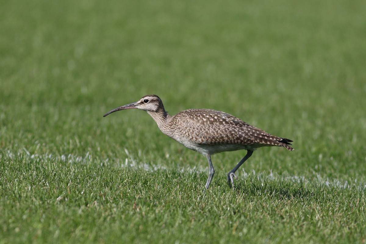 eBird Checklist - 10 Sep 2025 - Hamilton--Confederation Park (east ...