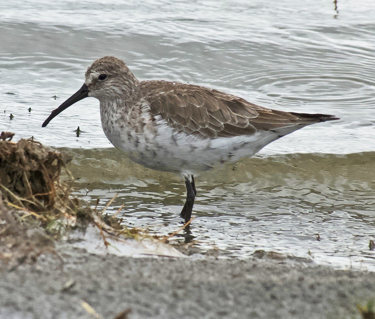 Curlew Sandpiper - ML641676036