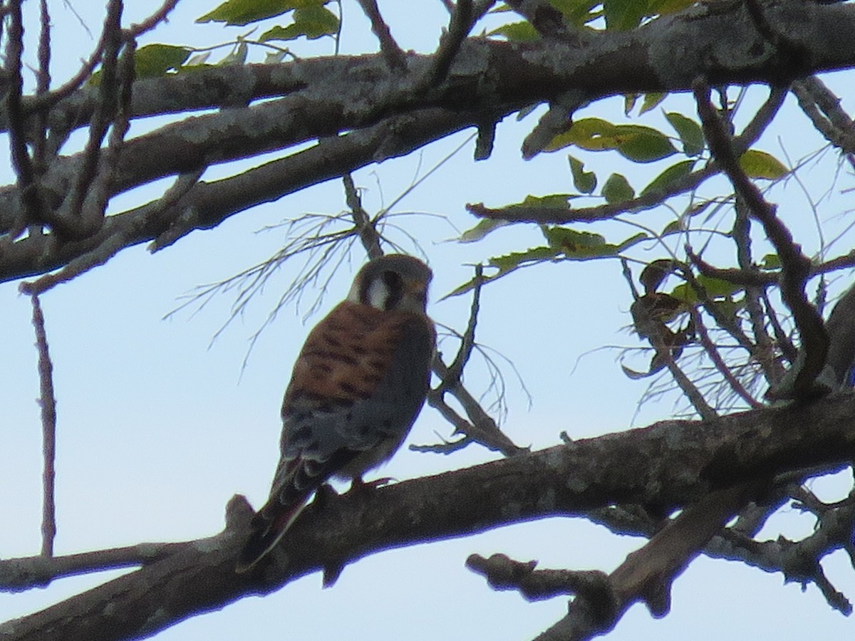 American Kestrel - ML641676041