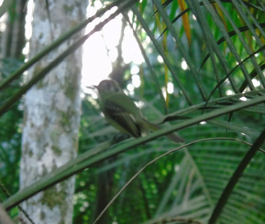 Sepia-capped Flycatcher - ML641676157
