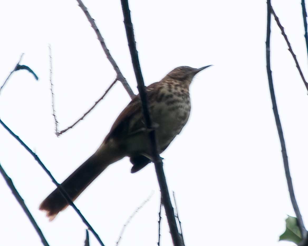 Brown Thrasher - ML641676200