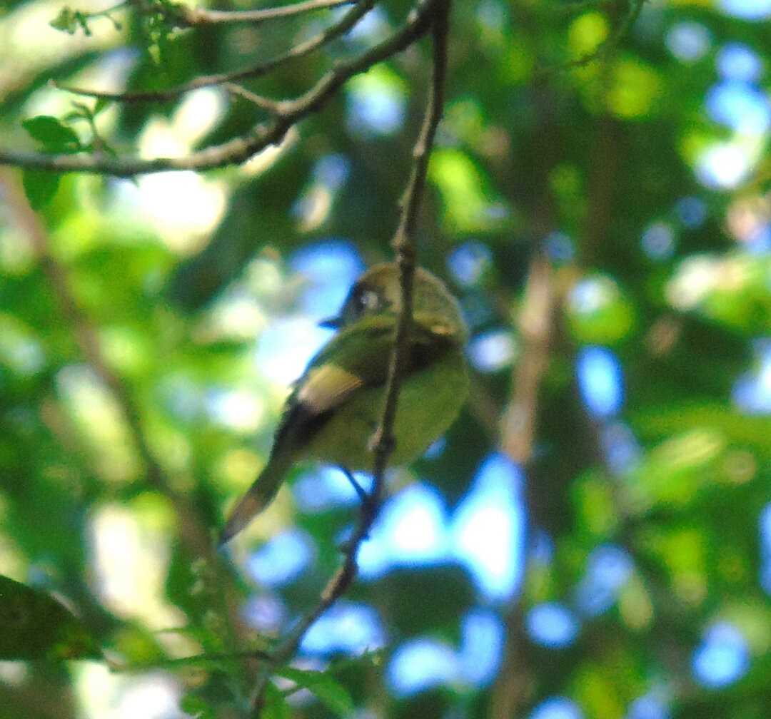 Sepia-capped Flycatcher - ML641676222