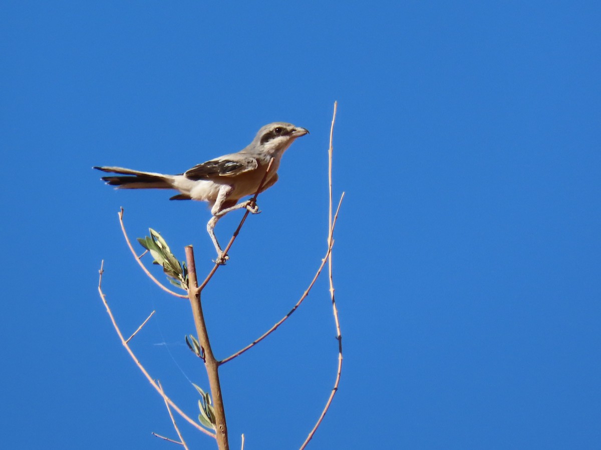 Great Gray Shrike (Sahara) - ML641676229