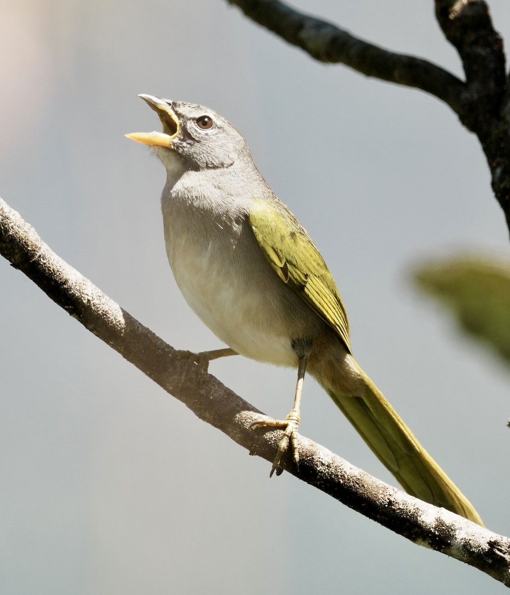 serraspurv - ML641676230