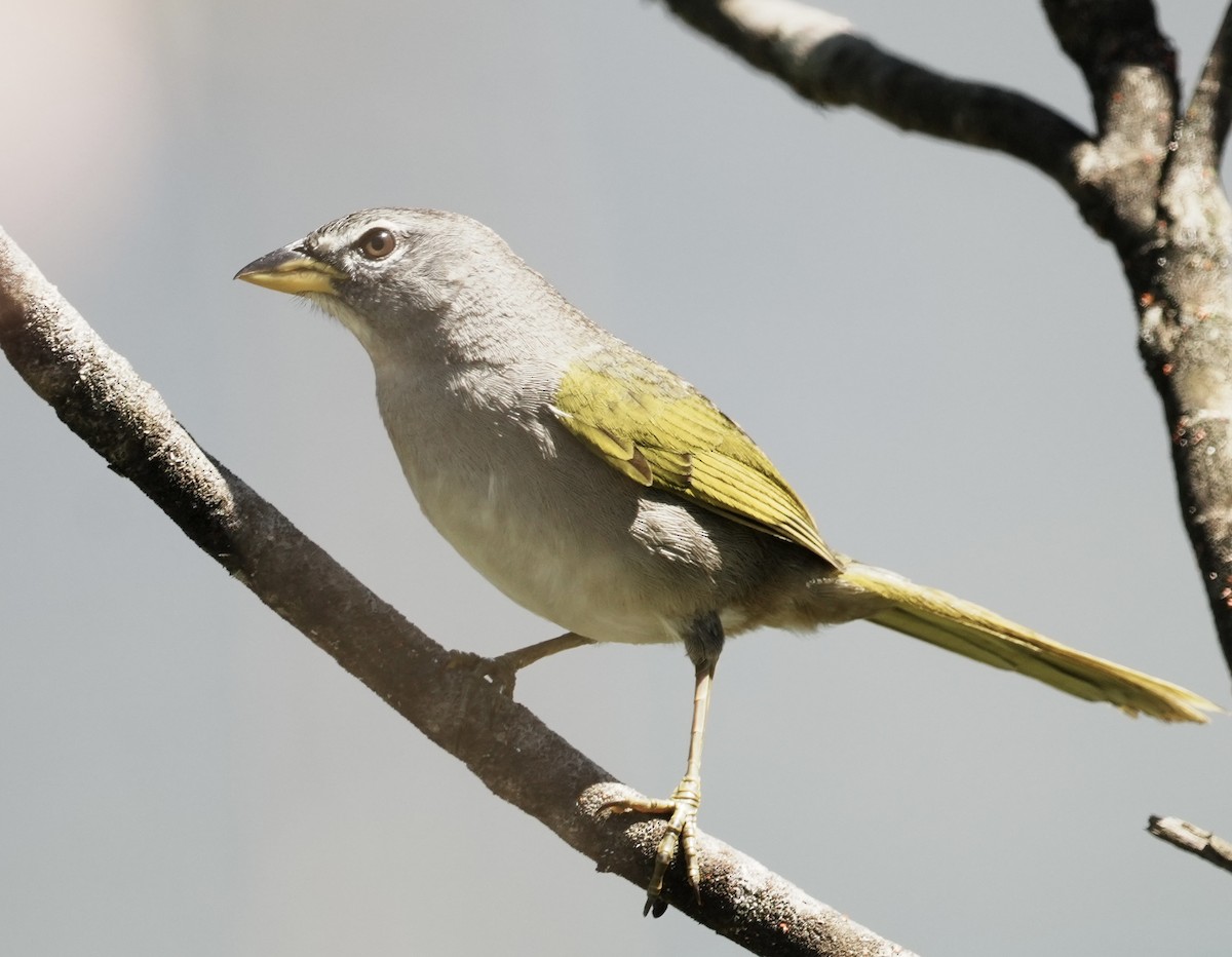 serraspurv - ML641676231