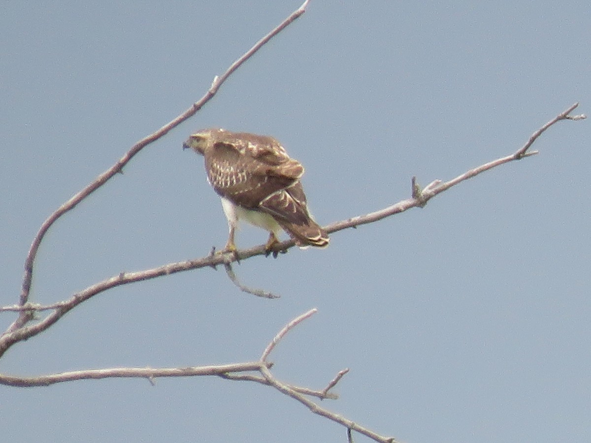 Red-tailed Hawk - ML641676271