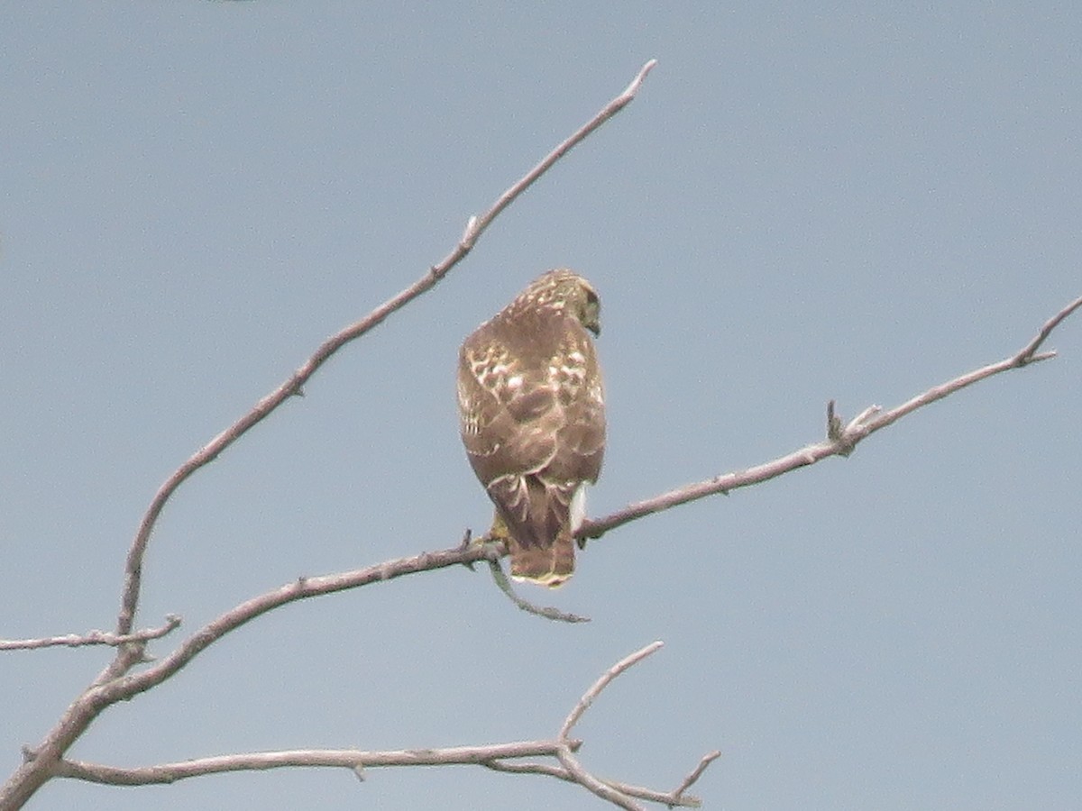 Red-tailed Hawk - ML641676279
