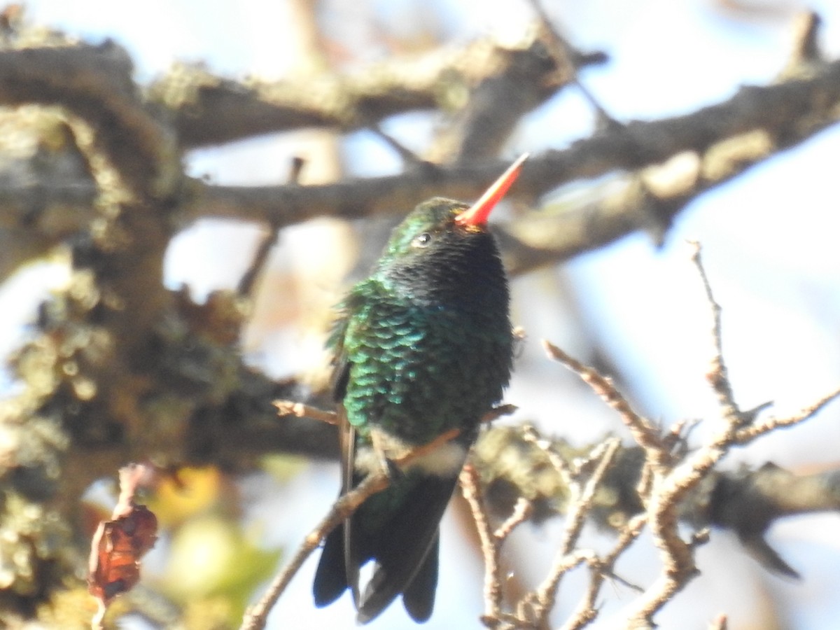 Glittering-bellied Emerald - ML641676302