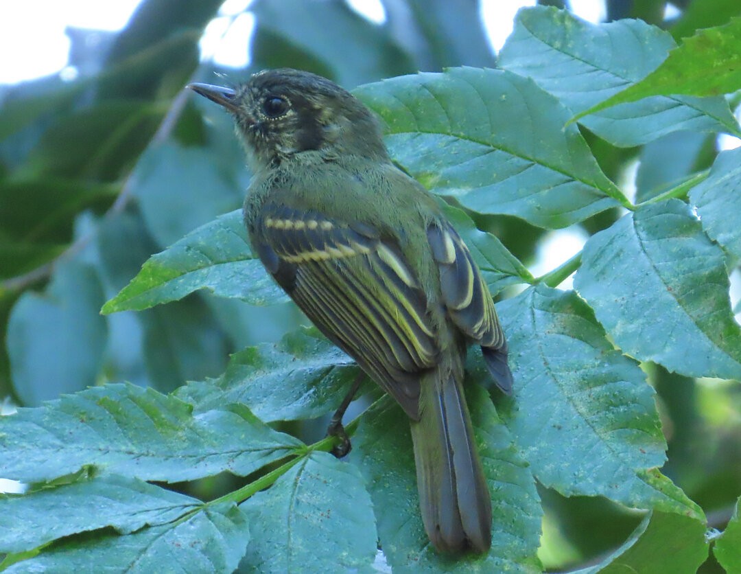 Sepia-capped Flycatcher - ML641676307