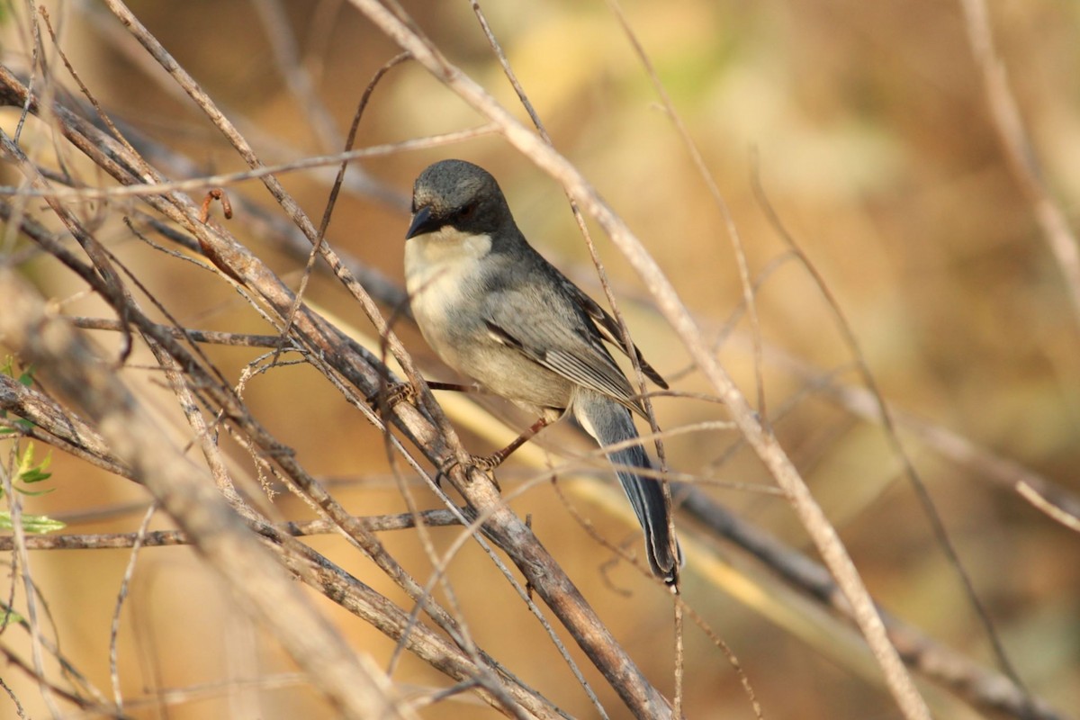 Cinereous Warbling Finch - ML641676308