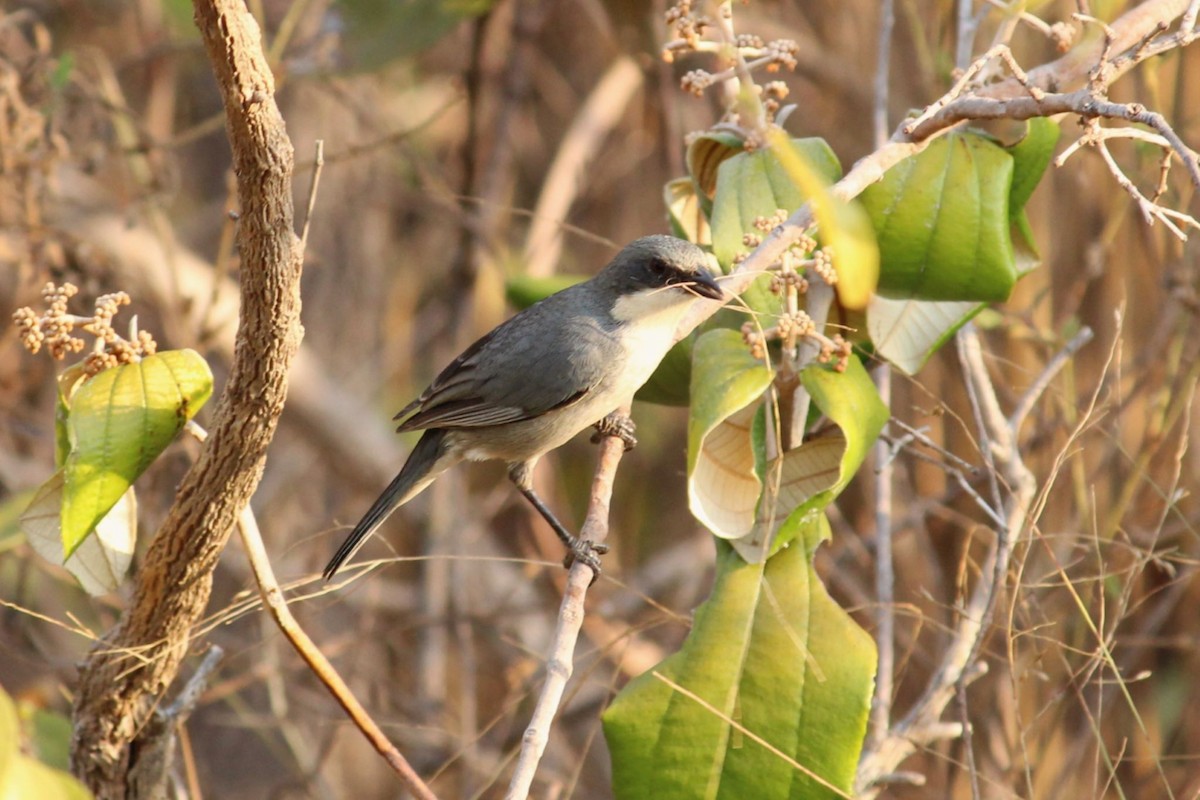 Cinereous Warbling Finch - ML641676309