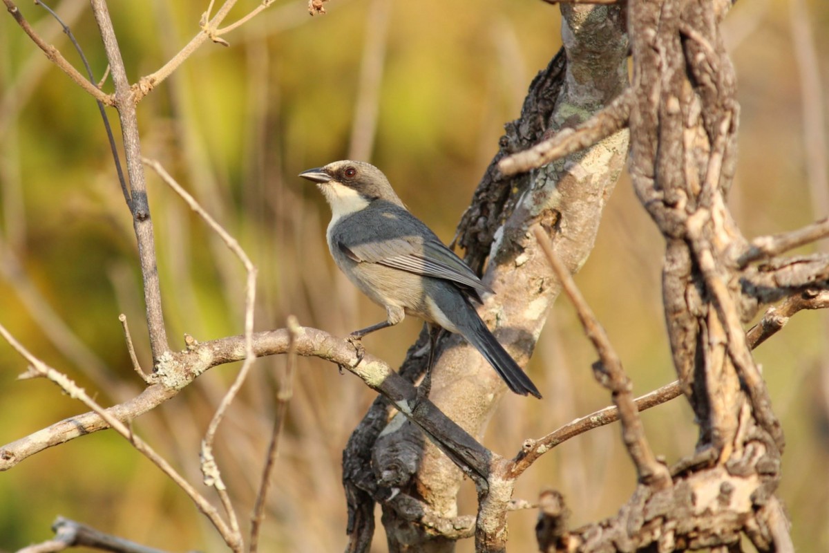 Cinereous Warbling Finch - ML641676311